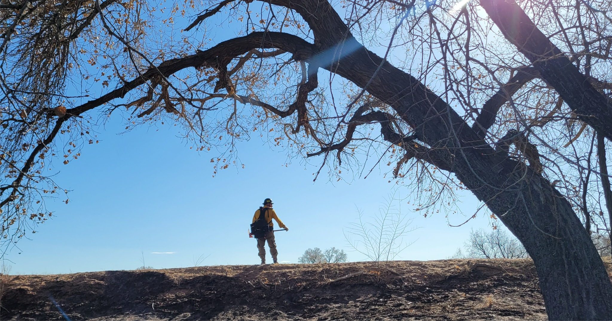 A lone wildland firefighter with a tool stands on a ridge under a bare tree against a clear blue sky